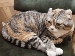 -MOCHA明星猫咖(田子坊店)