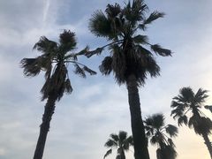 -金沙湖公园
