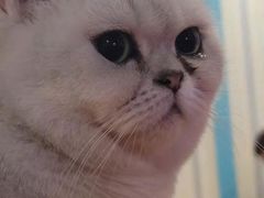 -猫小院猫主题咖啡厅(北锣店)