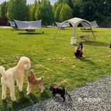 北京宠物友好咖啡厅