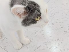 -喵园·猫主题咖啡厅·撸猫·猫咖(国贸店)