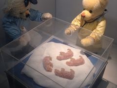 iphone_upload_pic-成都泰迪熊博物馆