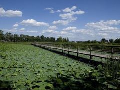 -白渔泡湿地公园