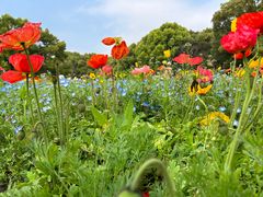 -上海共青森林公园