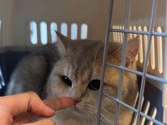 -宠颐生汉谟拉比宠物医院