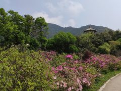 -梧桐山风景名胜区