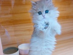 -猫十亿·布偶金渐层·曼基康矮脚猫舍(青年路店)