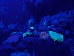 -悉尼海洋生物水族馆