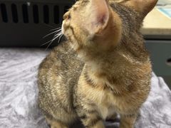 -动物缘宠物医院·骨科·猫科(西二环店)