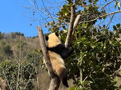 -卧龙中华大熊猫苑神树坪基地