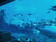 -海棠湾洲际-涛·海底餐厅·美人鱼·自助餐·海底隧道