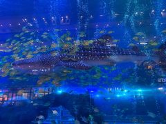 -成都浩海立方海洋公园