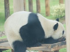 -无锡动物园·太湖欢乐园
