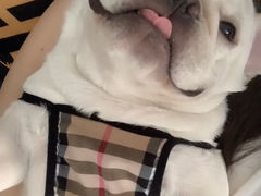 -萌宠之家·腊肠犬·马尔泰·小体犬舍