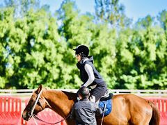 -北京群众马术培训基地