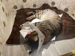 -宠爱国际动物医院·消化内科·心肾内科·ISFM猫友好(望京店)