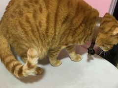 -李小姐の猫咖啡馆(五角场店)