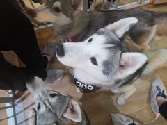 -Husky Go! 哈士奇体验馆·宠物咖啡厅狗咖