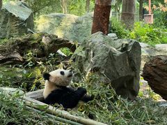 -都江堰中华大熊猫苑