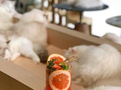 -瞄一喵猫咖(格力海岸店)