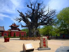 -大槐树寻根祭祖园