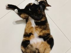 -瑞派动物医院·猫专科·至诚(江南中分院)