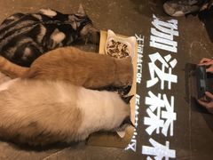 -咖法森林·咖啡  酒吧(天河店)