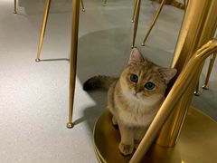 -飞行喵MR PILOT|猫舍·猫咖(静安大融城店)