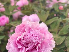 -洛阳市隋唐城遗址植物园
