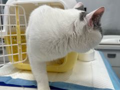 -博特宠物医院24h犬猫全科.骨科·异宠