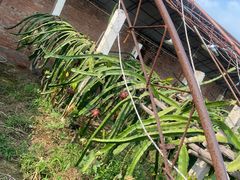 -呀路古热带植物园