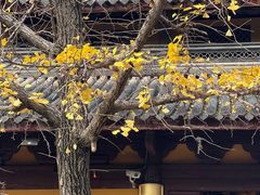 -龙华寺