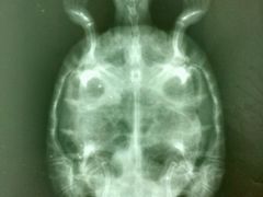 -瑞派·关忠动物医院·异宠专科·犬猫肿瘤·皮肤专科(望京店)