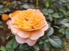 -人民公园(罗湖区)