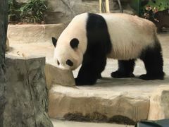 -灵玲国际马戏城
