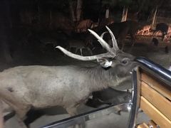 -清迈夜间动物园
