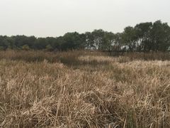 -西湖风景区-江洋畈生态公园