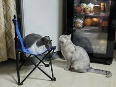 -艾贝尔宠物医院 ·内科全科(梁溪路店)