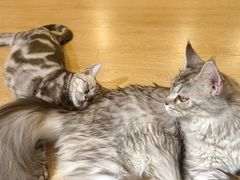 -南京Hallo宠物乐园·哈罗犬舍·柴犬繁育基地