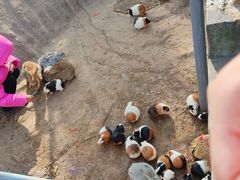 -西霞口神雕山野生动物世界