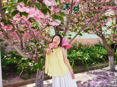-莱阳濯村樱花园