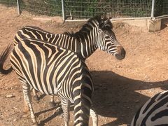 -清迈夜间动物园