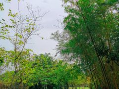 -火炉山森林公园