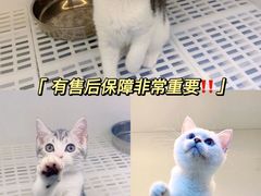-lincat·猫舍(广州店)