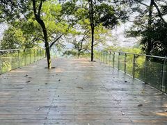 -南宁良凤江国家森林公园