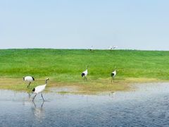 -黑龙江扎龙生态旅游区