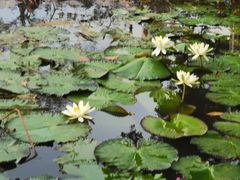 -惠州西湖风景名胜区-丰渚园