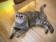 -滚猫咖啡·猫咖·猫友好撸猫(未来城店)