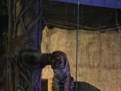 -清迈夜间动物园