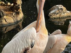 -昆明动物园